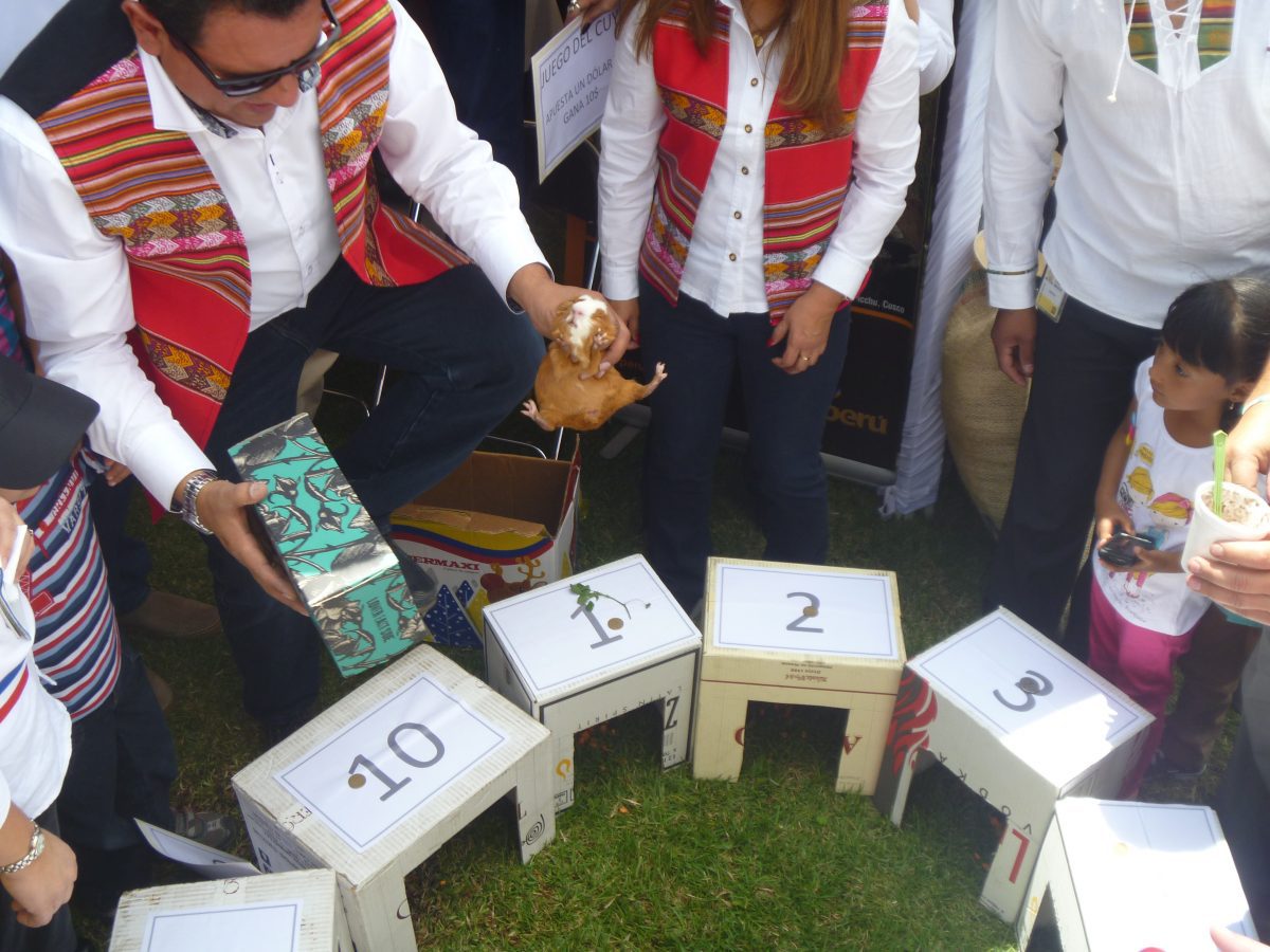 The cuy is about to be placed in the box in the center of the arena. The cuy is about to be placed in the box in the center of the arena.
