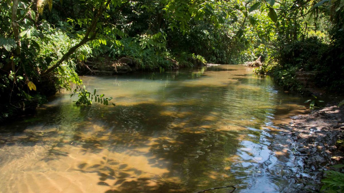 Amazon Jungle, Napo, Ecuador | ©Angela Drake Amazon Jungle, Napo, Ecuador | ©Angela Drake