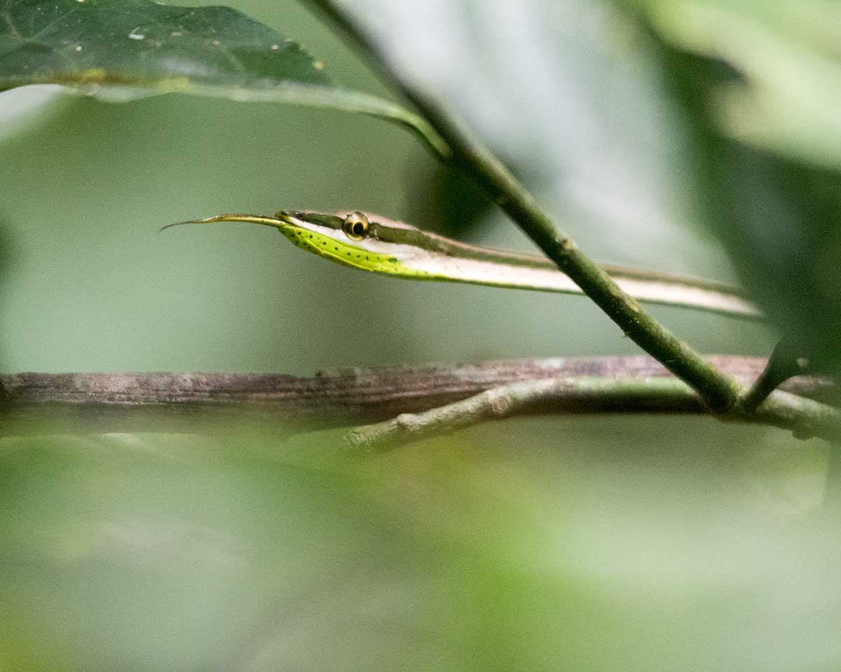 Vine Snake; Dracaena Lodge, Cuyabeno, Ecuador | ©Angela Drake Vine Snake; Dracaena Lodge, Cuyabeno, Ecuador | ©Angela Drake