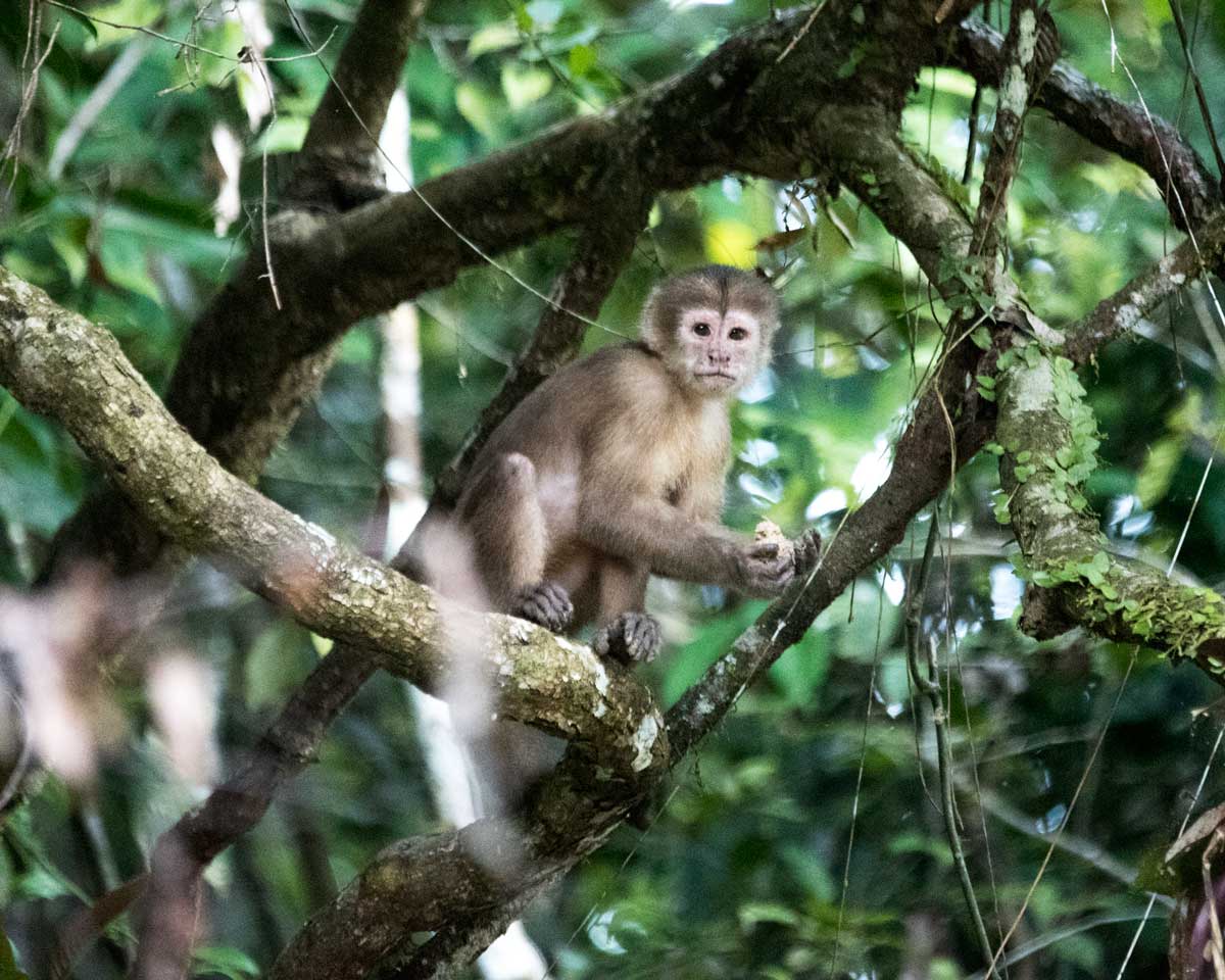 Capuchin Monkey; Upper Cuyabeno, Ecuador | ©Angela Drake Capuchin Monkey; Upper Cuyabeno, Ecuador | ©Angela Drake