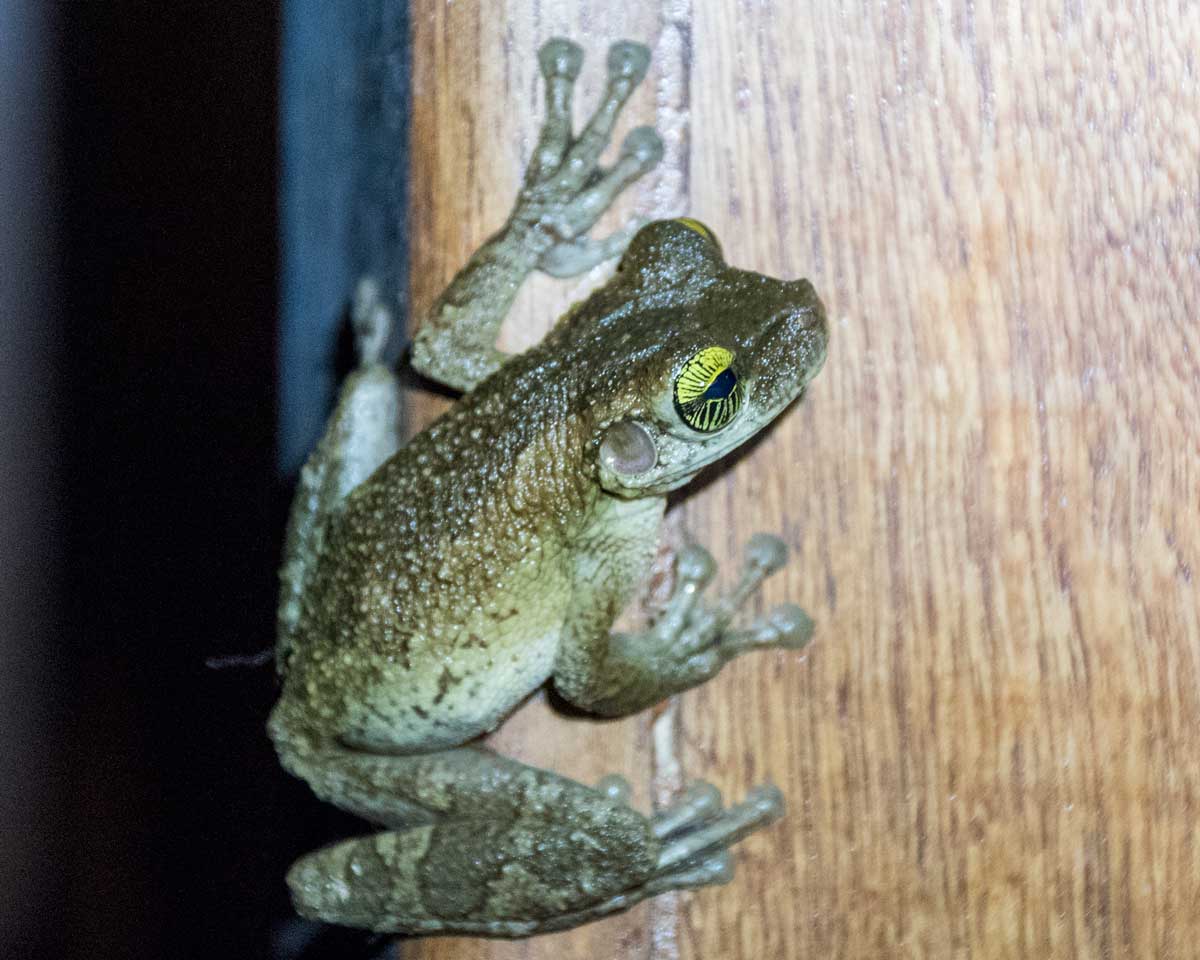 Unidentified Frog; Dracaena Lodge, Cuyabeno, Ecuador | ©Angela Drake Unidentified Frog; Dracaena Lodge, Cuyabeno, Ecuador | ©Angela Drake