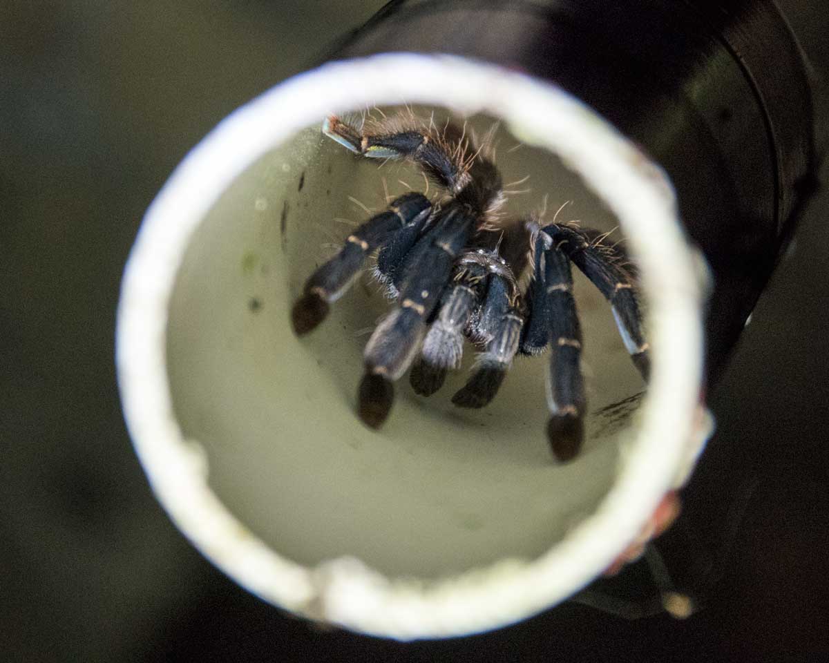 Ant Attacked by Zombie Fungus; Dracaena Lodge, Cuyabeno, Ecuador | ©Angela Drake Ant Attacked by Zombie Fungus; Dracaena Lodge, Cuyabeno, Ecuador | ©Angela Drake