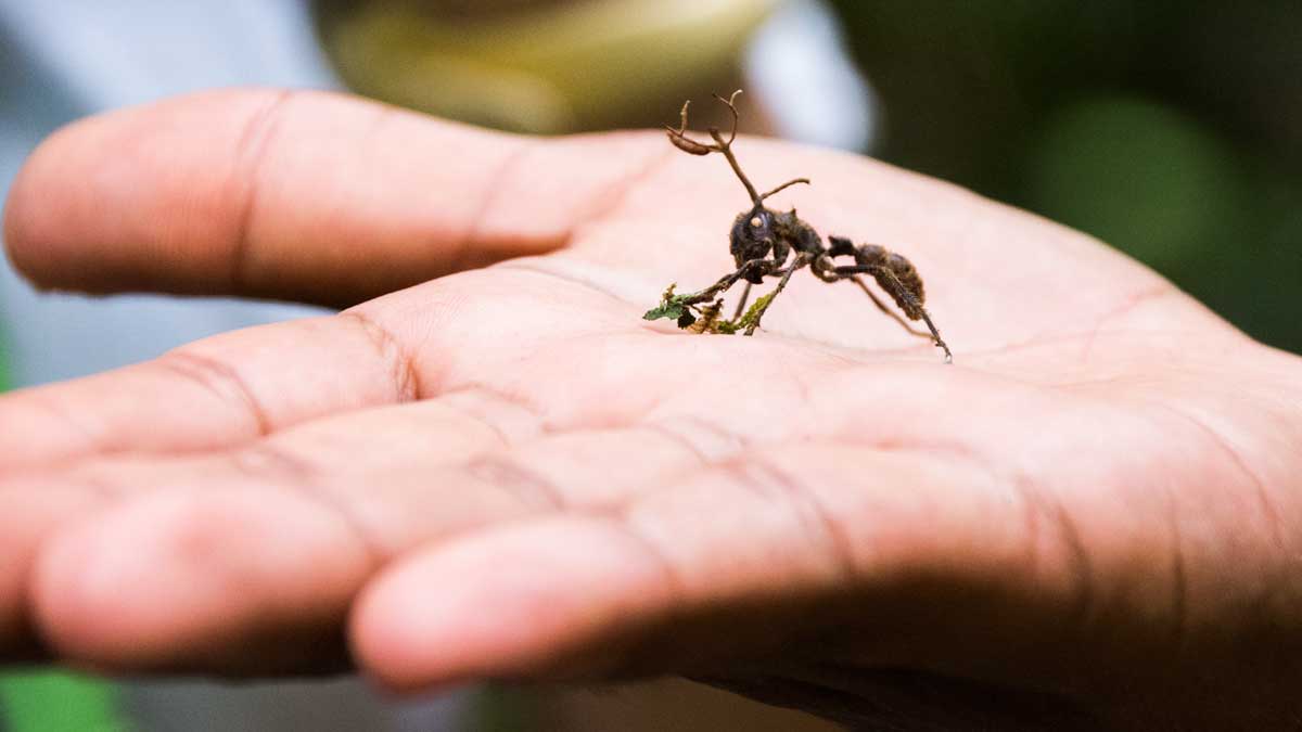 Ant Attacked by Zombie Fungus; Dracaena Lodge, Cuyabeno, Ecuador | ©Angela Drake Ant Attacked by Zombie Fungus; Dracaena Lodge, Cuyabeno, Ecuador | ©Angela Drake