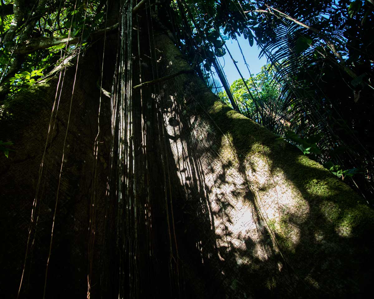 Foot of a Ceibo Tree; Dracaena Lodge, Cuyabeno, Ecuador | ©Angela Drake Foot of a Ceibo Tree; Dracaena Lodge, Cuyabeno, Ecuador | ©Angela Drake