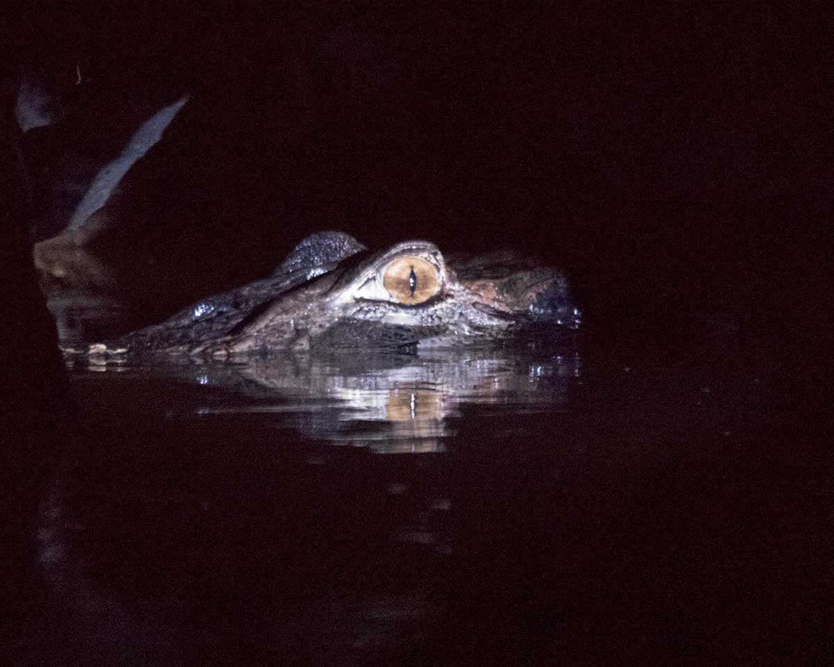 Caiman at Night, Laguna Grande, Cuyabeno Wildlife Reserve, Ecuador | ©Angela Drake Caiman at Night, Laguna Grande, Cuyabeno Wildlife Reserve, Ecuador | ©Angela Drake