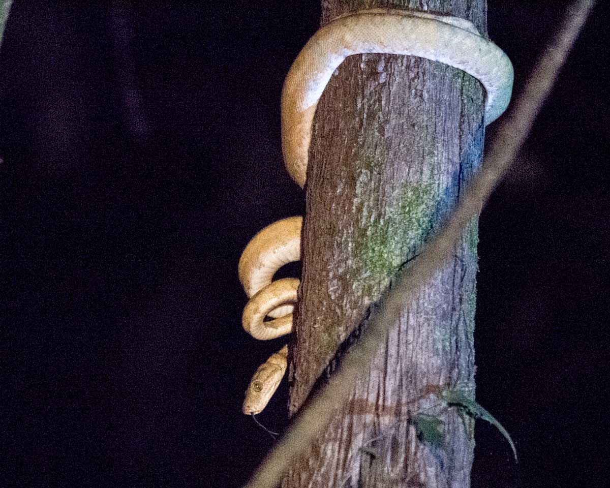 Unidentified Boa at Night, Laguna Grande, Cuyabeno Wildlife Reserve, Ecuador | ©Angela Drake Unidentified Boa at Night, Laguna Grande, Cuyabeno Wildlife Reserve, Ecuador | ©Angela Drake