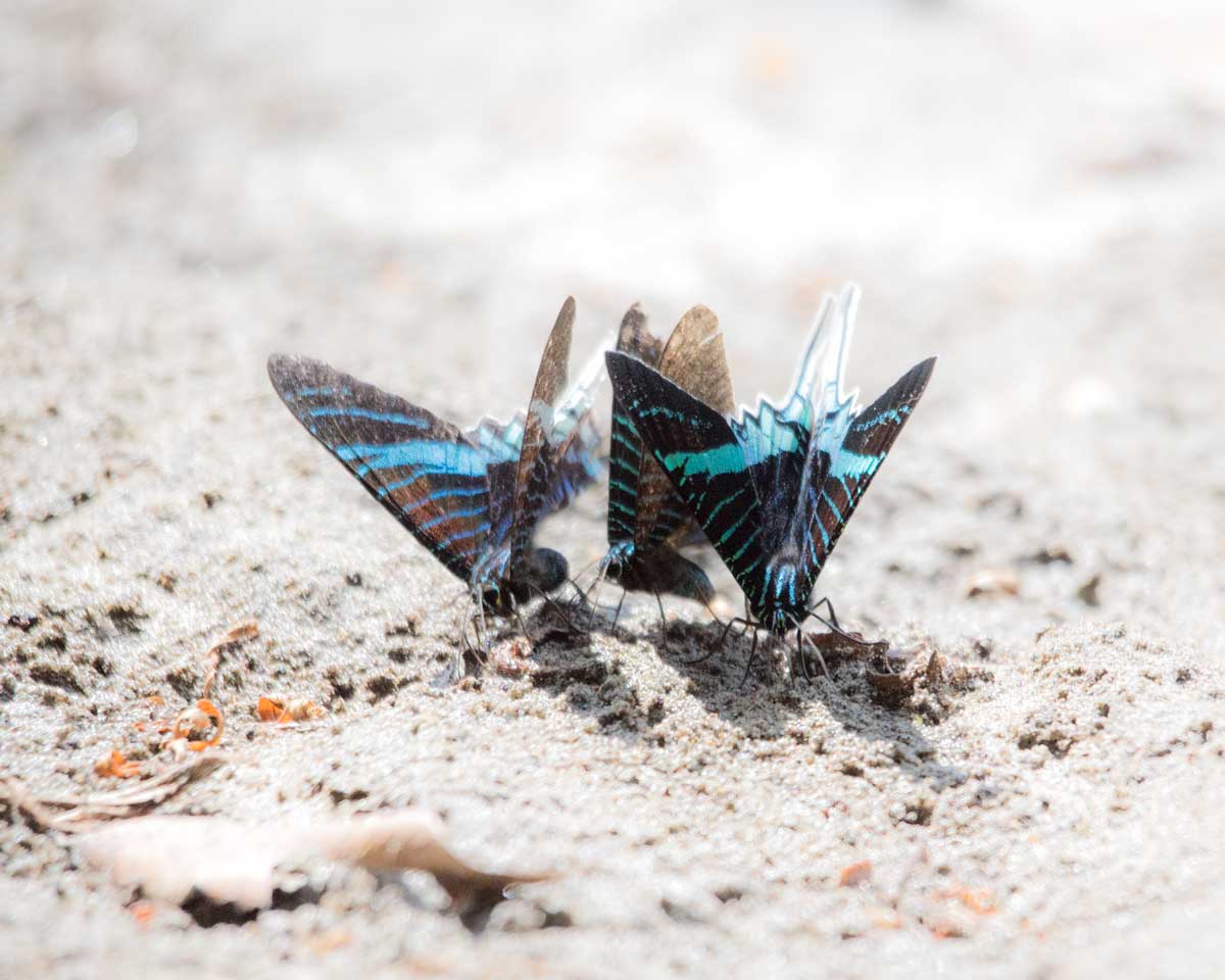 Swallow Tail Butterflies, Lower Cuyabeno, Cuyabeno, Ecuador | ©Angela Drake Swallow Tail Butterflies, Lower Cuyabeno, Cuyabeno, Ecuador | ©Angela Drake