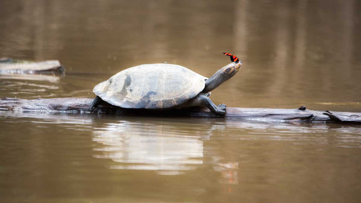Turtle with Butterfly, Lower Cuyabeno, Cuyabeno, Ecuador | ©Angela Drake Turtle with Butterfly, Lower Cuyabeno, Cuyabeno, Ecuador | ©Angela Drake