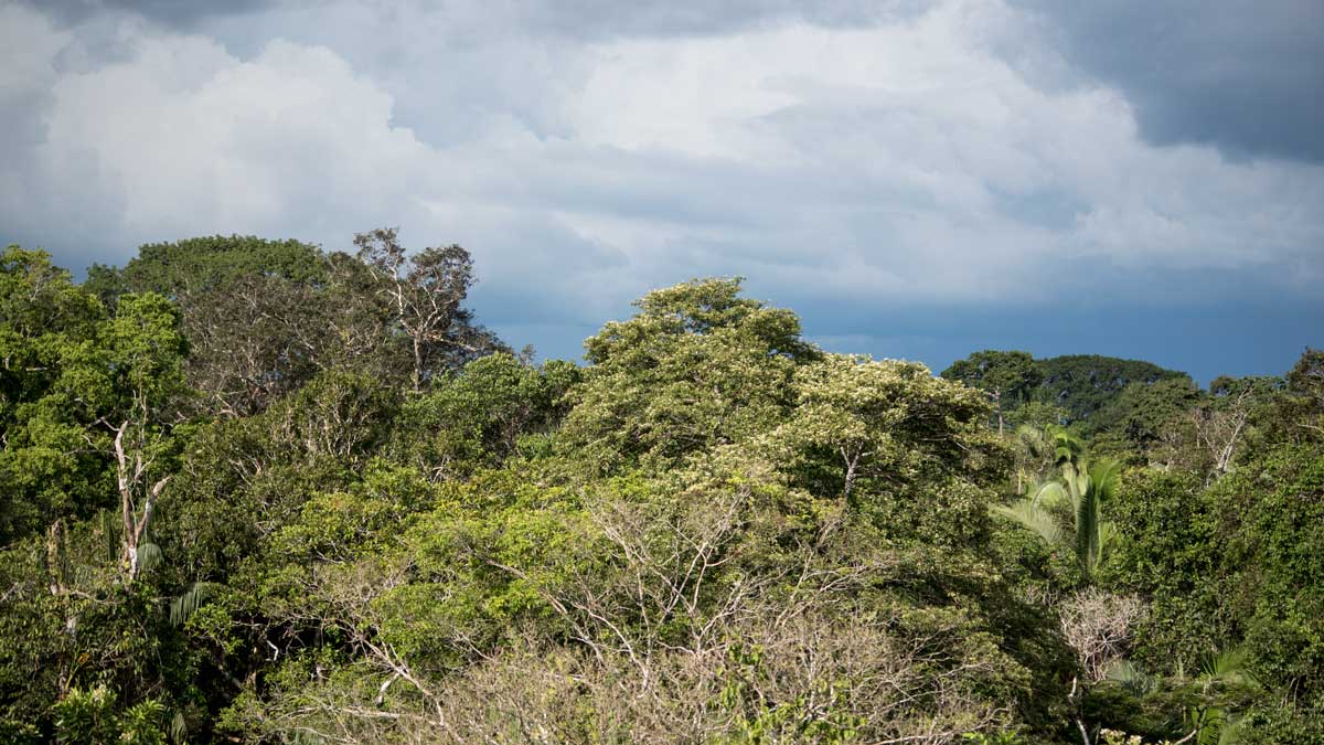 View from the Bird Watching Tower, Playas de Cuyabeno, Ecuador | ©Angela Drake View from the Bird Watching Tower, Playas de Cuyabeno, Ecuador | ©Angela Drake