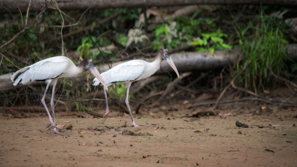 Wood Storks, Lower Cuyabeno, Cuyabeno, Ecuador | ©Angela Drake Wood Storks, Lower Cuyabeno, Cuyabeno, Ecuador | ©Angela Drake