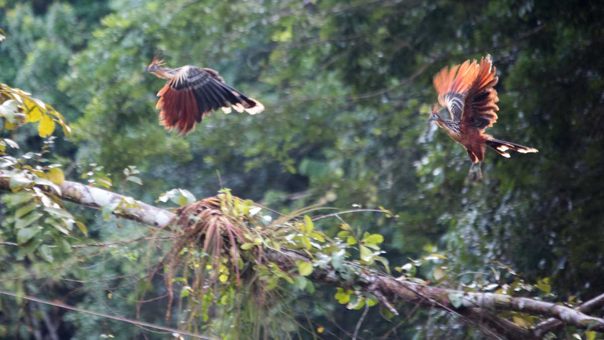 Hoatzin, Upper Cuyabeno River, Ecuador | ©Angela Drake Hoatzin, Upper Cuyabeno River, Ecuador | ©Angela Drake