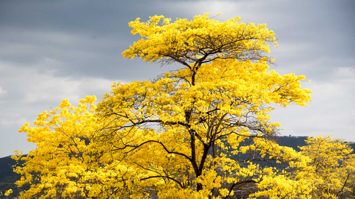 A towering Guayacan in Mangahurco, Ecuador | ©Angela Drake A towering Guayacan in Mangahurco, Ecuador | ©Angela Drake