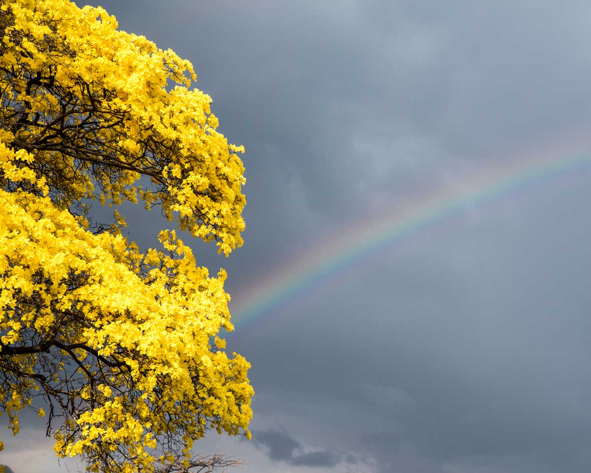 The yellow of the Guayacan competes with a rainbow; Mangahurco, Ecuador | ©Angela Drake The yellow of the Guayacan competes with a rainbow; Mangahurco, Ecuador | ©Angela Drake