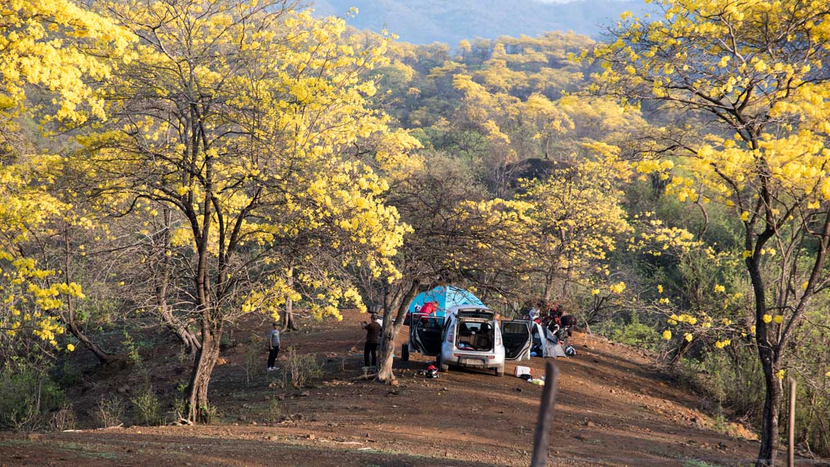 Camping among the Guayacanes; Mangahurco, Ecuador | ©Angela Drake Camping among the Guayacanes; Mangahurco, Ecuador | ©Angela Drake
