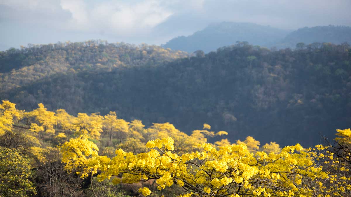 Guayacanes and Dry Forest; Mangahurco, Ecuador | ©Angela Drake Guayacanes and Dry Forest; Mangahurco, Ecuador | ©Angela Drake