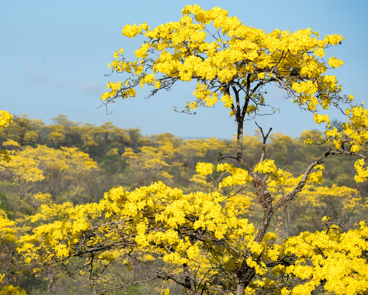 A Guayacan Stands Tall; Mangahurco, Ecuador | ©Angela Drake A Guayacan Stands Tall; Mangahurco, Ecuador | ©Angela Drake