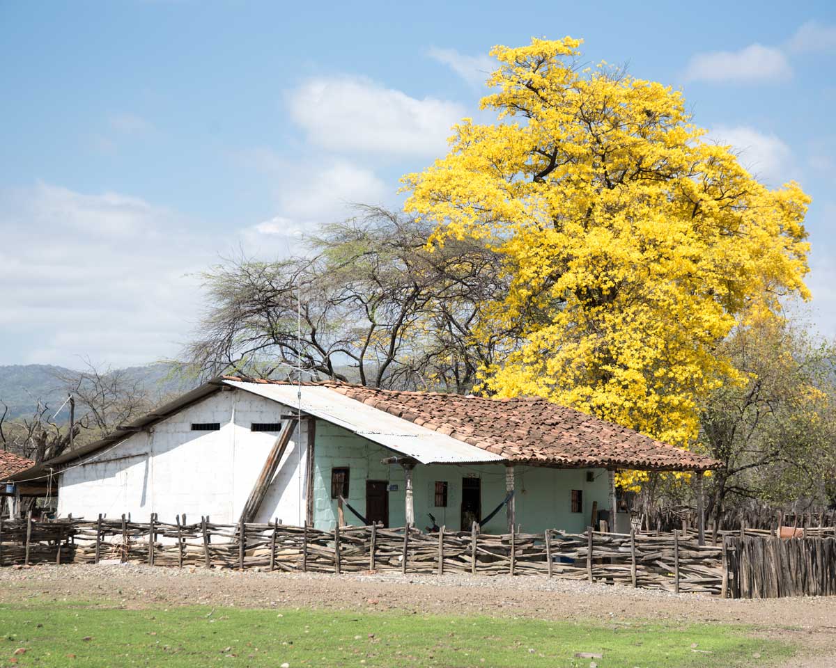 A brilliant Guayacan with local farmhouse; Cazaderos, Ecuador | ©Angela Drake A brilliant Guayacan with local farmhouse; Cazaderos, Ecuador | ©Angela Drake