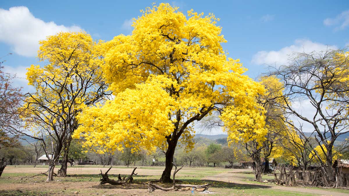 Brilliant Yellow Guayacan; Cazaderos, Ecuador | ©Angela Drake Brilliant Yellow Guayacan; Cazaderos, Ecuador | ©Angela Drake