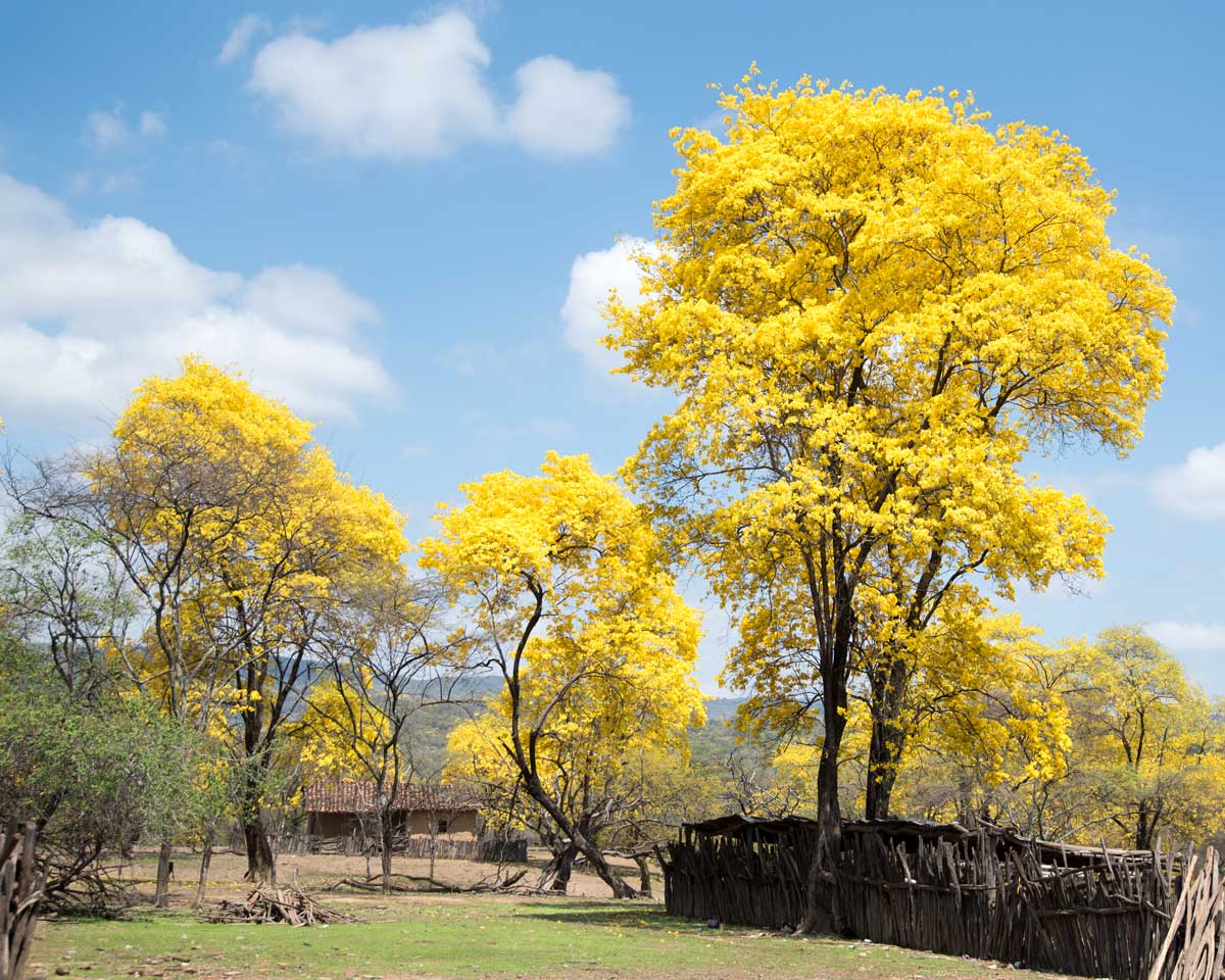 Guayacanes in Cazaderos, Ecuador | ©Angela Drake Guayacanes in Cazaderos, Ecuador | ©Angela Drake