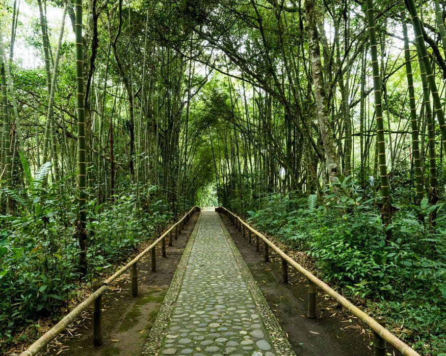 Forest trail at the San Agustin Outdoor Archeology Museum | ©Ernest Scott Drake Forest trail at the San Agustin Outdoor Archeology Museum | ©Ernest Scott Drake