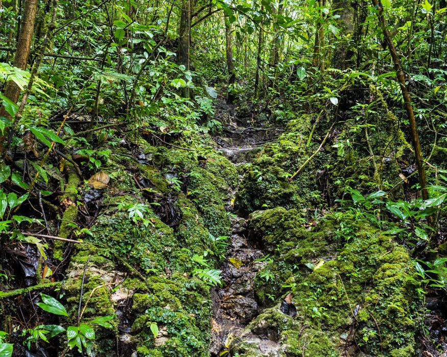 A very challenging, rocky trail thru the forest, Labyrinth of a Thousand Illusions, Ecuador| ©Ernest Scott Drake A very challenging, rocky trail thru the forest, Labyrinth of a Thousand Illusions, Ecuador| ©Ernest Scott Drake