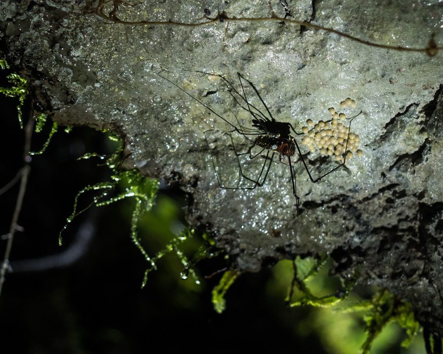 Supposedly this spider has tiny pinchers at the end of its legs, hence the name. |© Ernest Scott Drake Supposedly this spider has tiny pinchers at the end of its legs, hence the name. |© Ernest Scott Drake