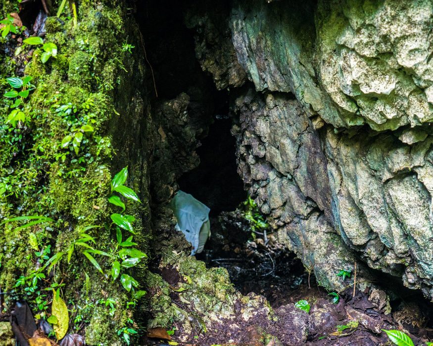 Gone into the Crab Spider cave. |© Ernest Scott Drake Gone into the Crab Spider cave. |© Ernest Scott Drake
