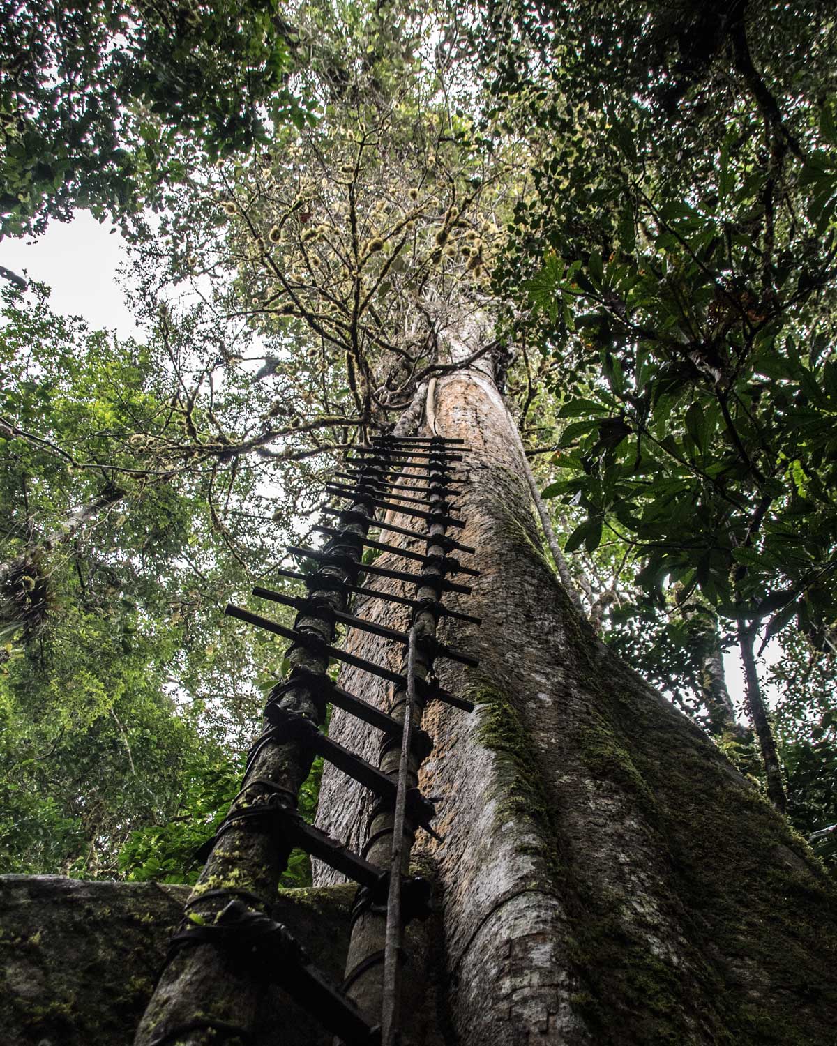 A very challenging, rocky trail thru the forest, Labyrinth of a Thousand Illusions, Ecuador| ©Ernest Scott Drake A very challenging, rocky trail thru the forest, Labyrinth of a Thousand Illusions, Ecuador| ©Ernest Scott Drake