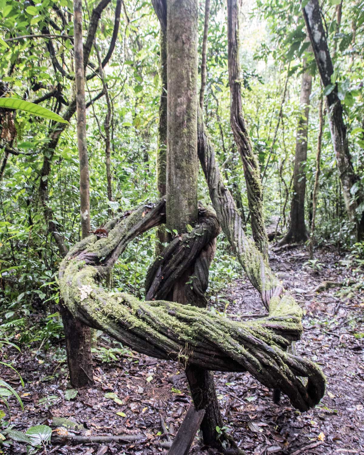 Ayahuasca Vine, Labyrinth Hiking Trail, Nangaritza, Ecuador | ©Angela Drake Ayahuasca Vine, Labyrinth Hiking Trail, Nangaritza, Ecuador | ©Angela Drake
