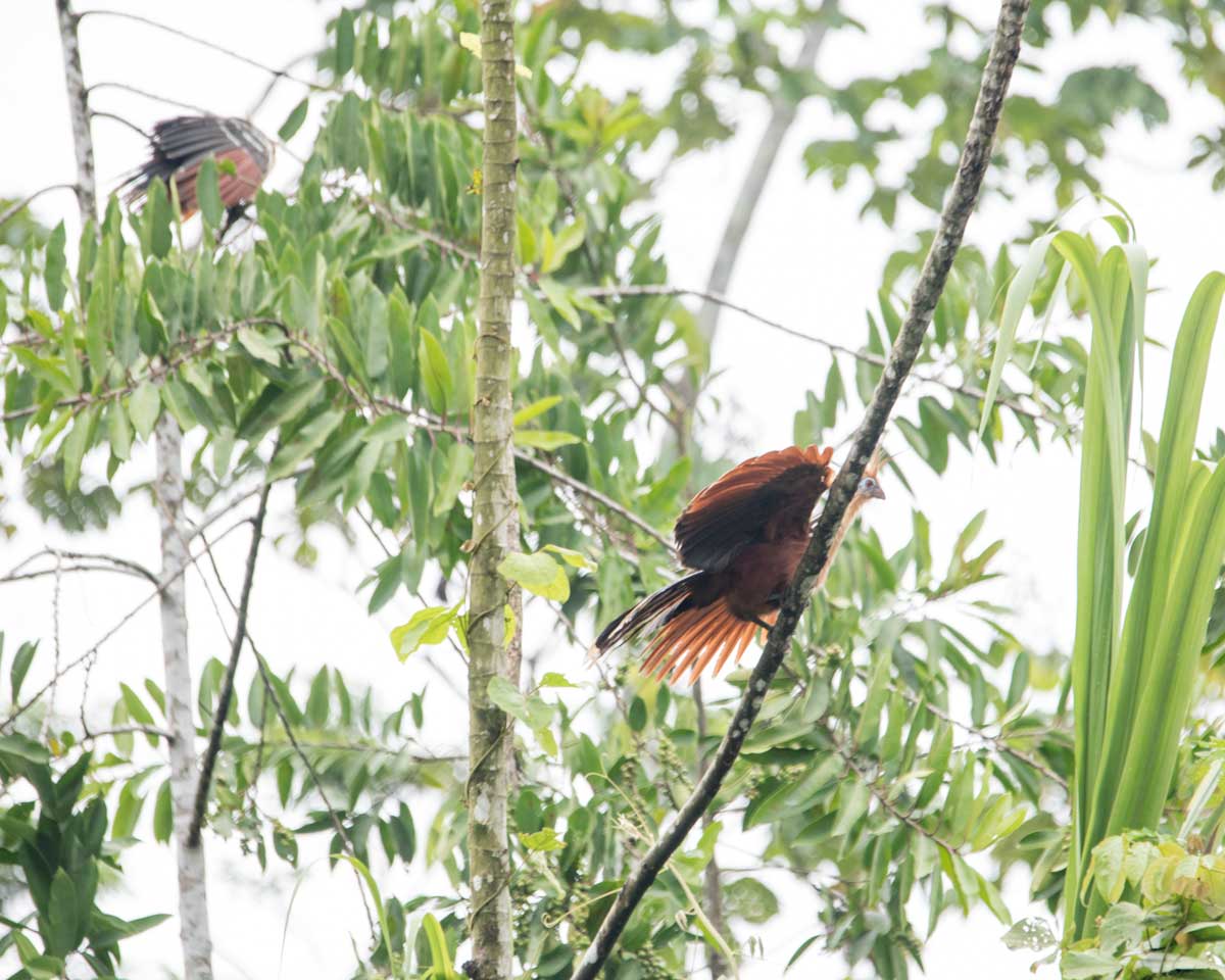 Hoatzin, Nangaritza River, Ecuador | ©Angela Drake Hoatzin, Nangaritza River, Ecuador | ©Angela Drake