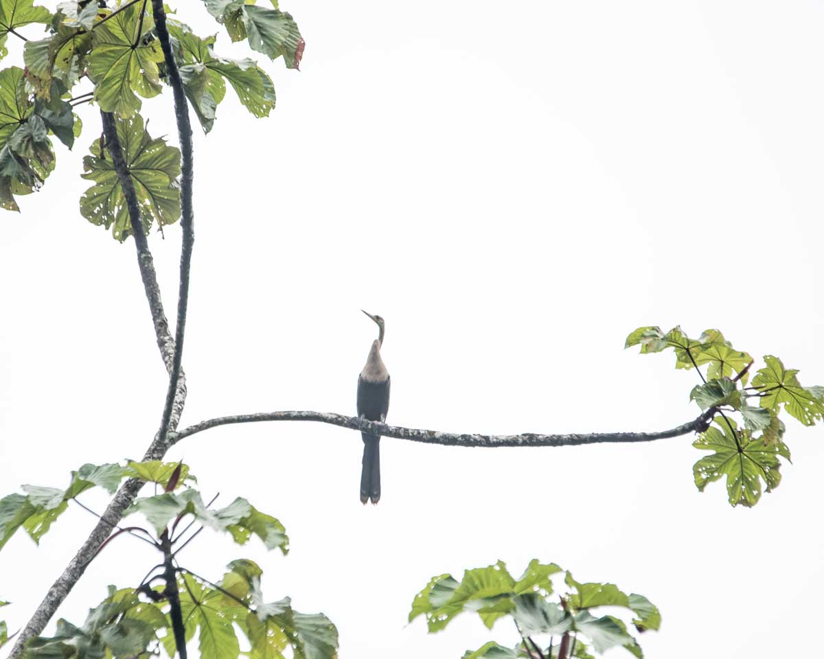 Cocoi Heron, Nangaritza River, Ecuador | ©Angela Drake Cocoi Heron, Nangaritza River, Ecuador | ©Angela Drake